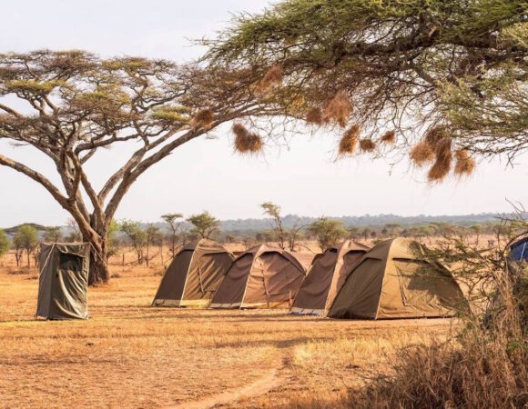 5 Days Budget Camping Safari