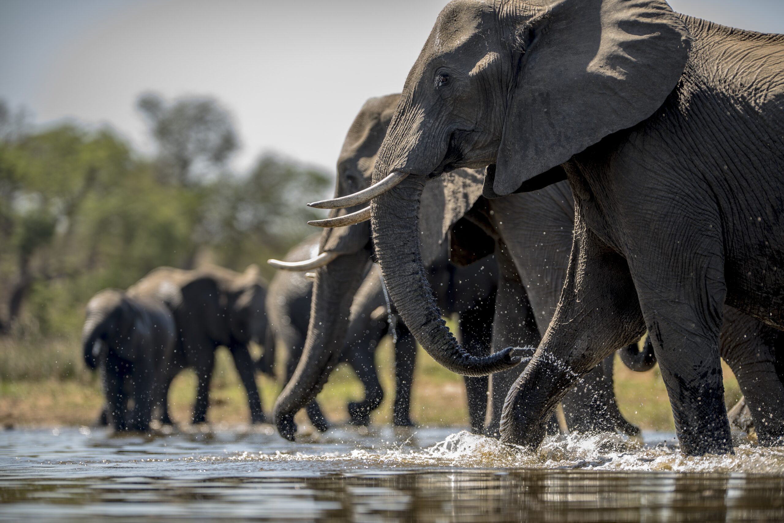 Zimbabwe