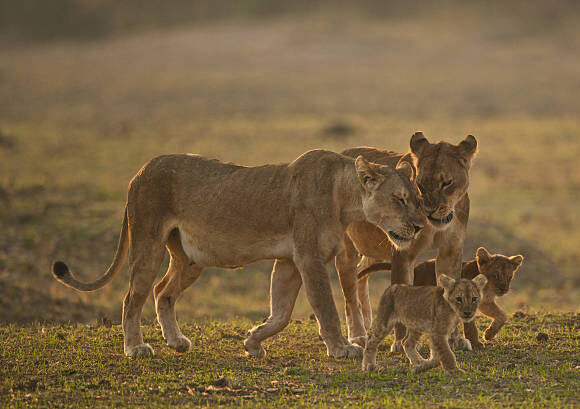 4 DAYS SOUTH LUANGWA NP EXPERIENCE