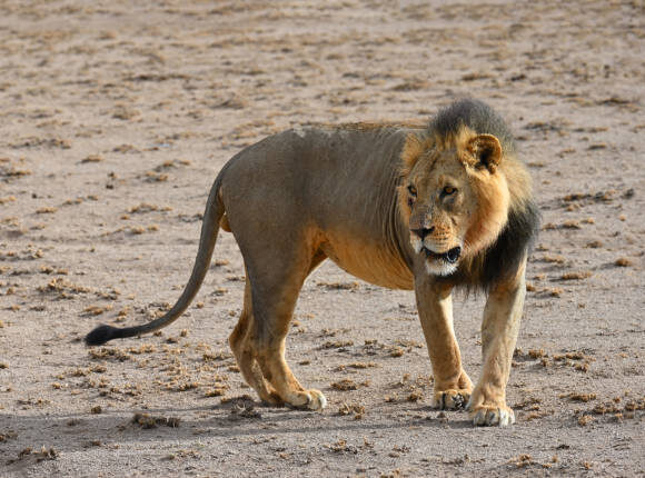 6 DAYS MASAI MARA, LAKE NAKURU NP & AMBOSELI NP