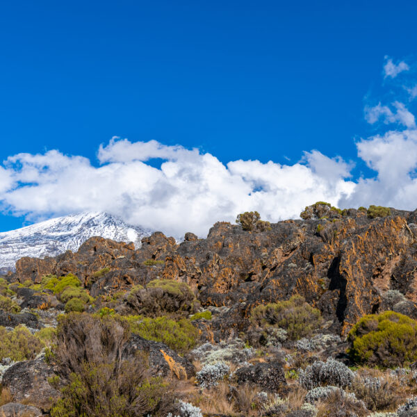 1 DAY MT KILIMANJARO MARANGU GATE TO MANDARA HUT