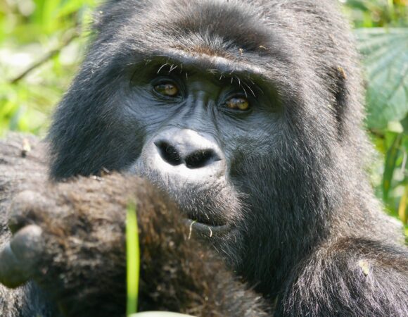 3 DAYS MOUNTAIN GORILLA TREKKING ADVENTURE