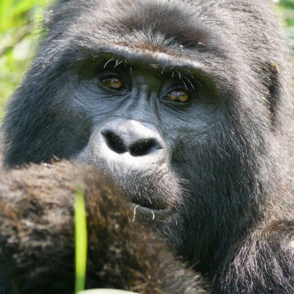 3 DAYS MOUNTAIN GORILLA TREKKING ADVENTURE