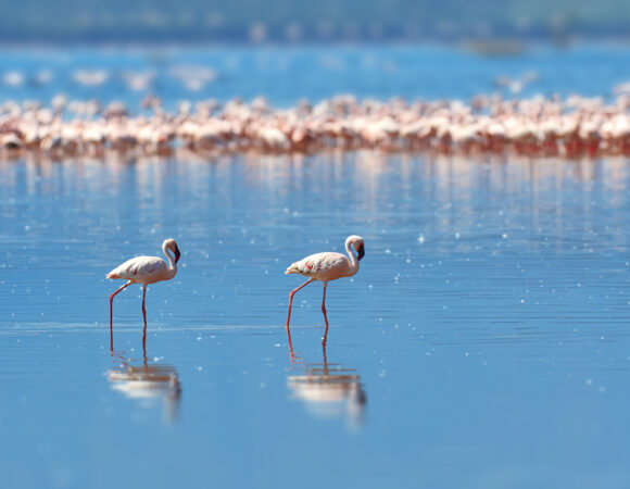 1 DAY ARUSHA TO LAKE MANYARA NATIONAL PARK