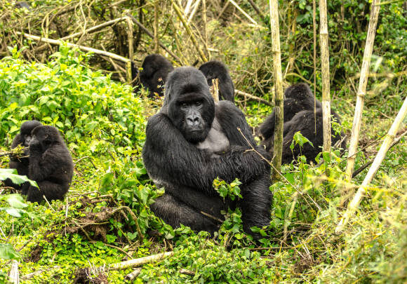4 Days Rwanda Gorilla Trekking Safari