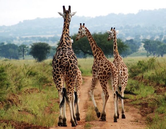 5 DAYS KIDEPO VALLEY NATIONAL PARK TOUR