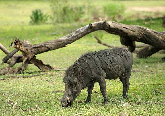 7 DAYS SOUTHERN MALAWI EXPERIENCE