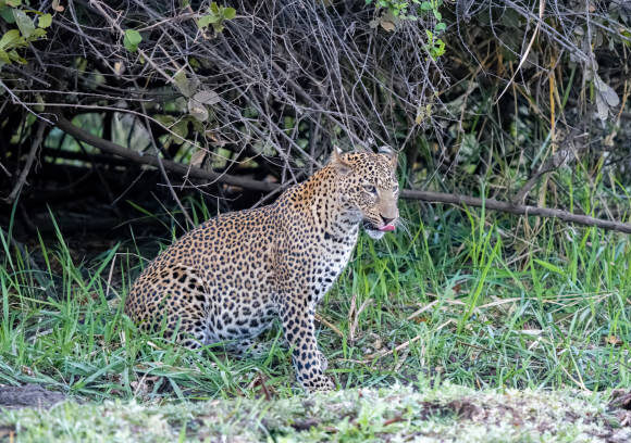 2 DAYS SOUTH LUANGWA NP EXPERIENCE