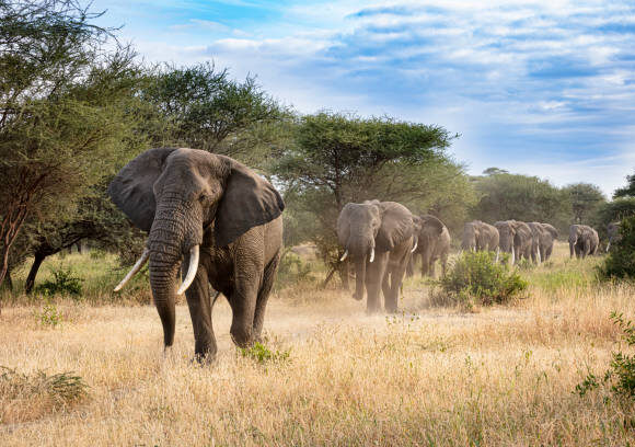 3 DAYS SOUTH LUANGWA NP EXPERIENCE:
