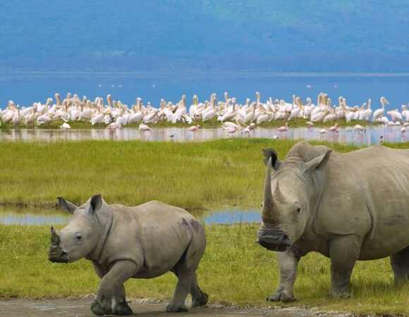 7 DAYS MAASAI MARA, LAKE NAKURU NP, LAKE NAIV­ASHA NP & AMBOSELI NP
