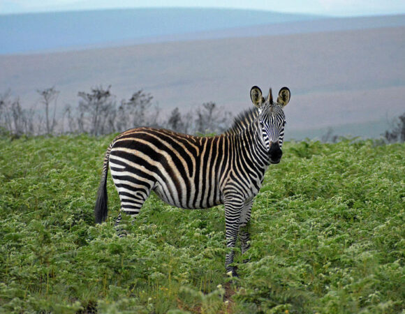 7 DAYS NORTHERN MALAWI EXPERIENCE