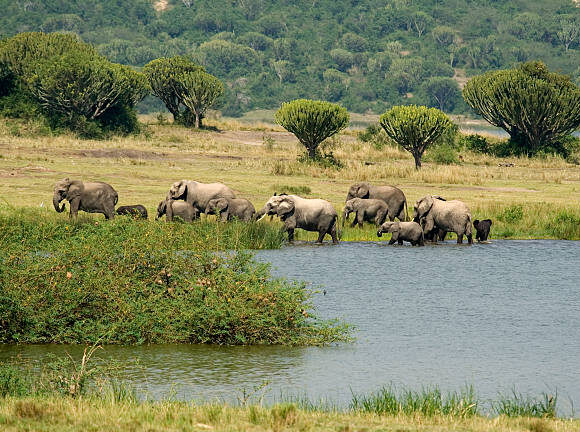 3 DAYS SAFARI TO QUEEN ELIZABETH NATIONAL PARK
