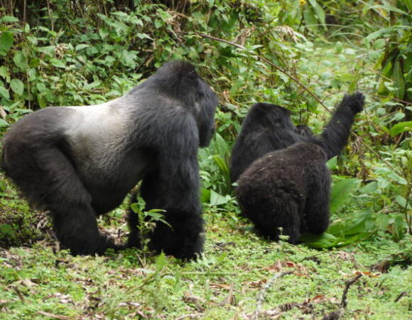 3 Days Rwanda Gorilla Trekking Safari