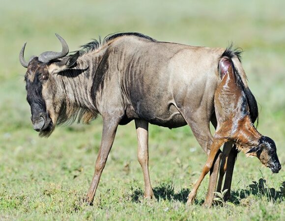 07 DAYS TANZANIA GROUP JOINING WILDEBEEST CALVING ADVENTURE SAFARI