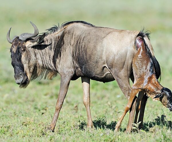 07 DAYS TANZANIA GROUP JOINING WILDEBEEST CALVING ADVENTURE SAFARI