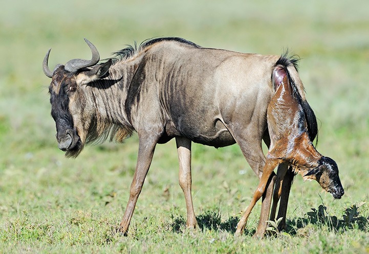 07 DAYS TANZANIA GROUP JOINING WILDEBEEST CALVING ADVENTURE SAFARI