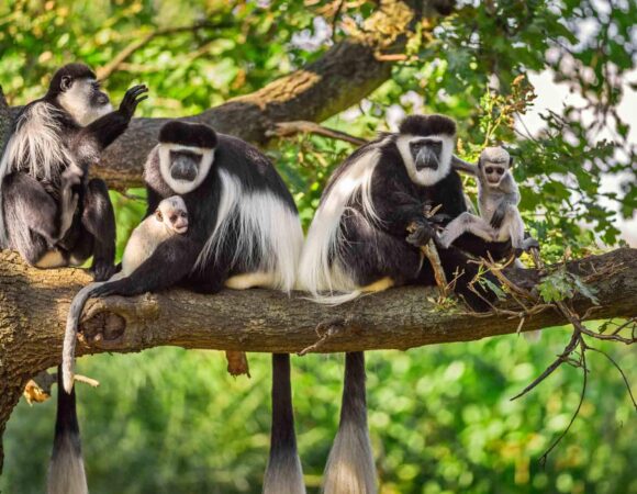 1 DAY ARUSHA TO ARUSHA NATIONAL PARK