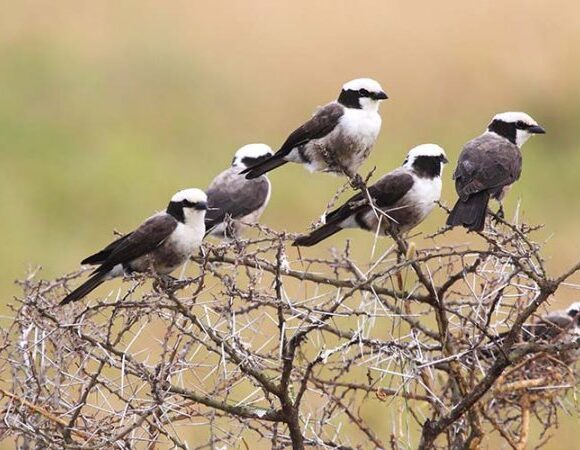 DAR ES SALAAM BIRDWATCHING TOURS