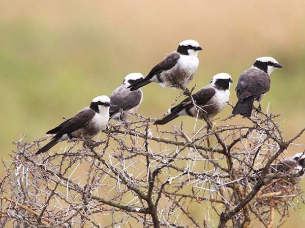 DAR ES SALAAM BIRDWATCHING TOURS