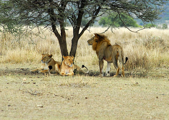4 DAYS TARANGIRE, SERENGETI & NGORONGORO CRATER