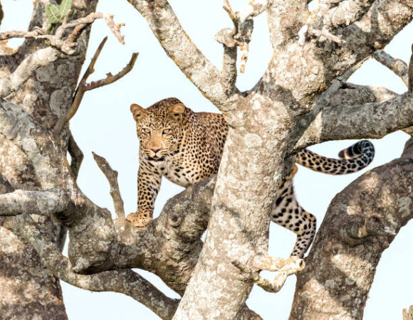 3 DAYS SERENGETI & NGORONGORO CRATER