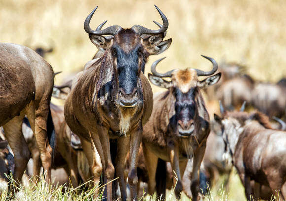 11 DAYS LUXURY LODGE SAFARIS AND GREAT MIGRATION.