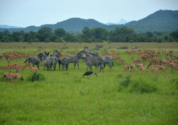 1 DAY DAR TO MIKUMI NATIONAL PARK