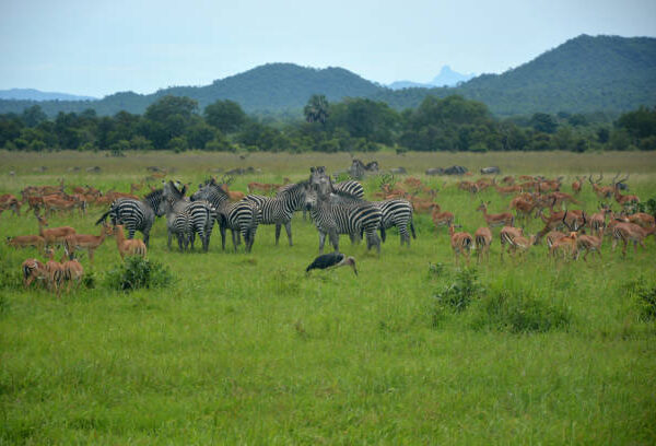 1 DAY DAR TO MIKUMI NATIONAL PARK