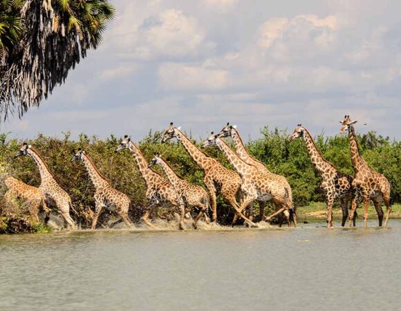 5 DAYS SELOUS (NYERERE NP) & MIKUMI NATIONAL PARK