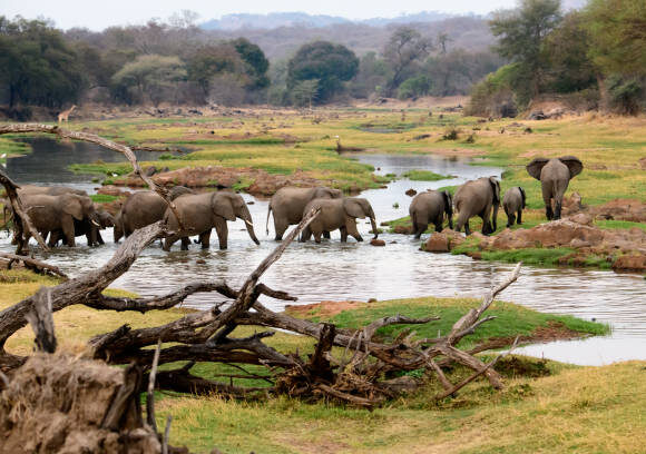5 DAYS MIKUMI & RUAHA NATIONAL PARK