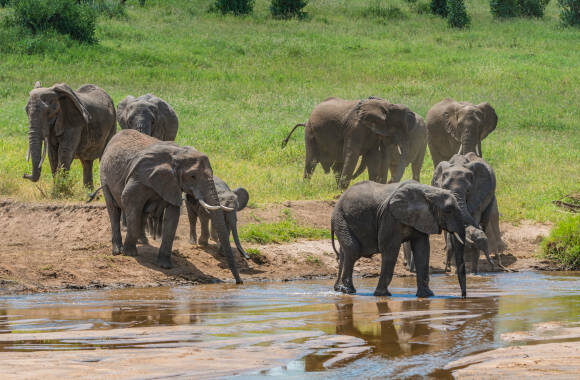 1 DAY ARUSHA TO TARANGIRE NATIONAL PARK