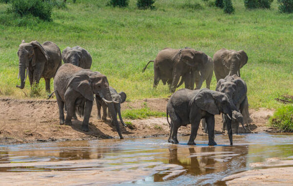 1 DAY ARUSHA TO TARANGIRE NATIONAL PARK