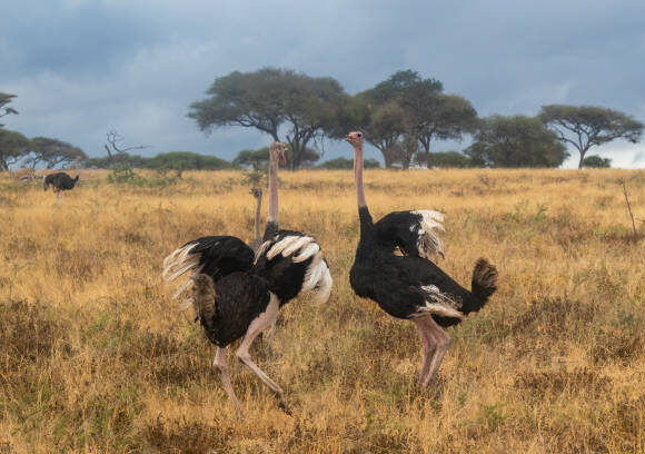 2 DAYS TARANGIRE & NGORONGORO CRATER
