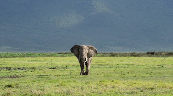 8 DAYS ARUSHA NP, TARANGIRE, MANYARA, NGORONGORO & SERENGETI