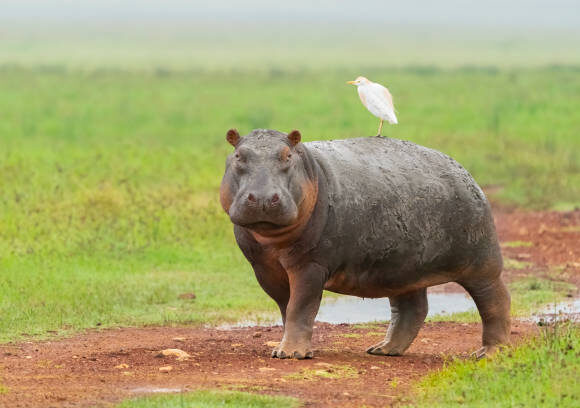 3 DAYS TARANGIRE, NGORONGORO CRATER & MANYARA NATIONAL PARK