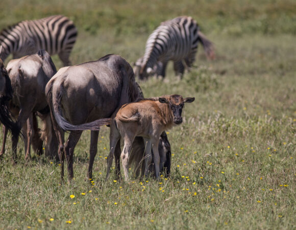 6 DAYS LUXURY LODGE MIGRATION SAFARI-LAKE NDUTU DEC TO MARCH