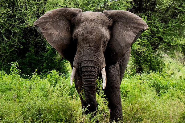 Nyerere National Park