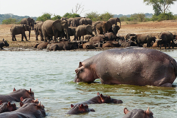 Saanane Island National Park
