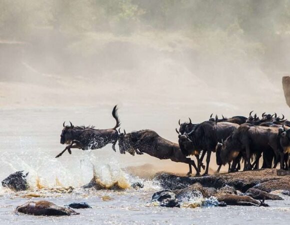 When is the best time to see the Great Migration?
