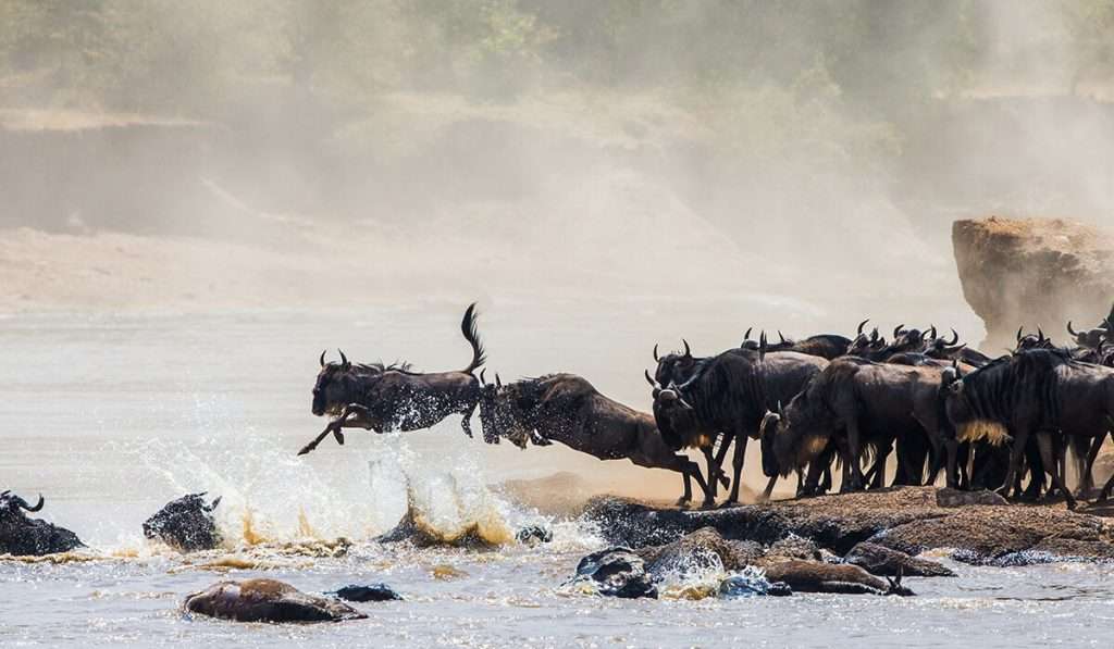 When is the best time to see the Great Migration?